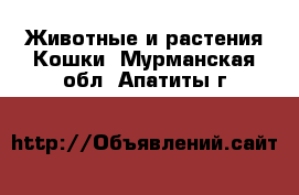 Животные и растения Кошки. Мурманская обл.,Апатиты г.